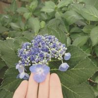 10593409_1508441966112924_1910657711_n